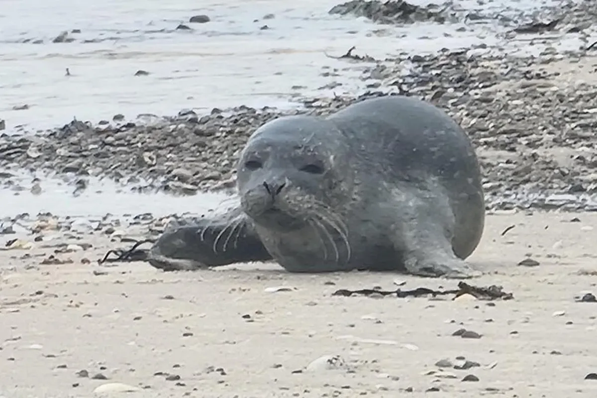 a seal laying on the sand on the beach