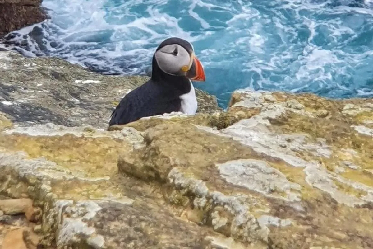 a bird sitting on a rock near the water