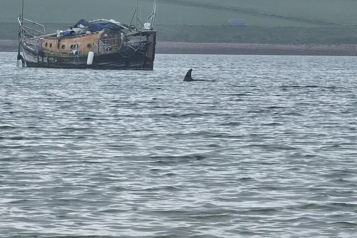a dolphin swimming next to a boat in a body of water
