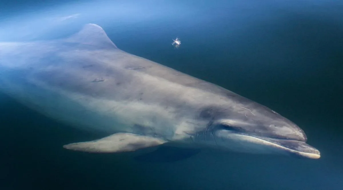 a whale shark swimming in the water