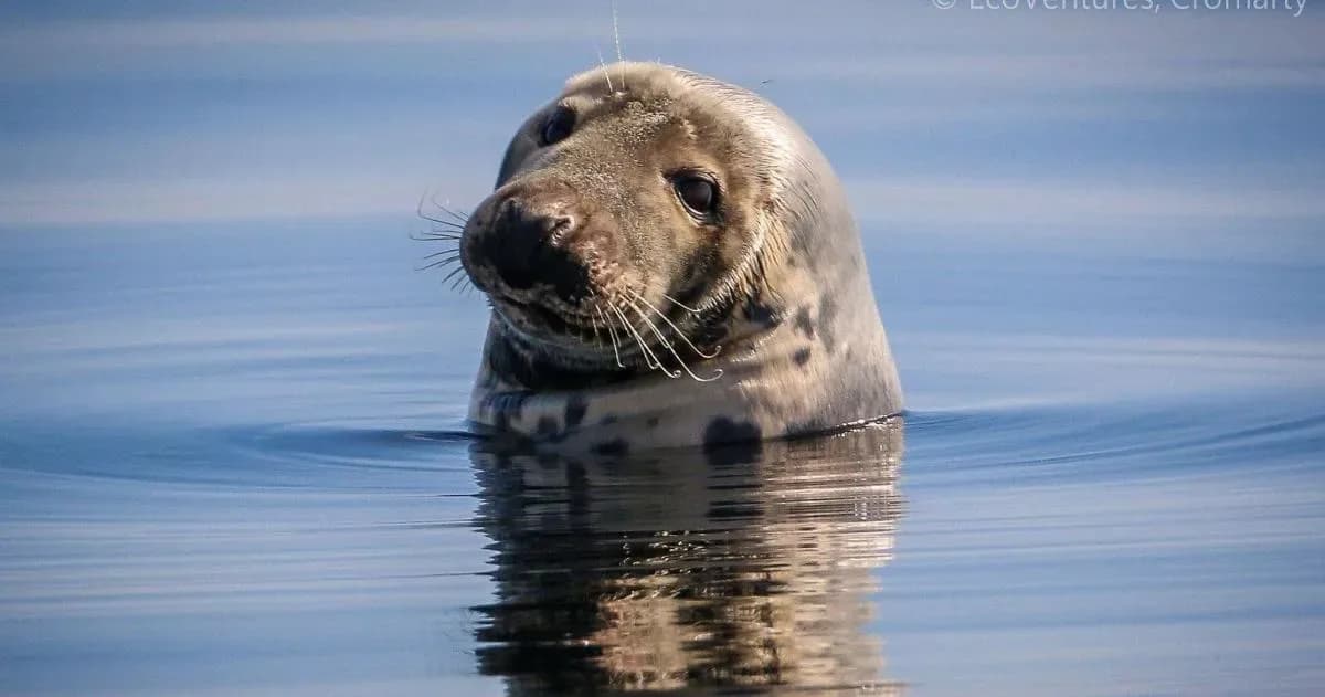 a seal is swimming in the water