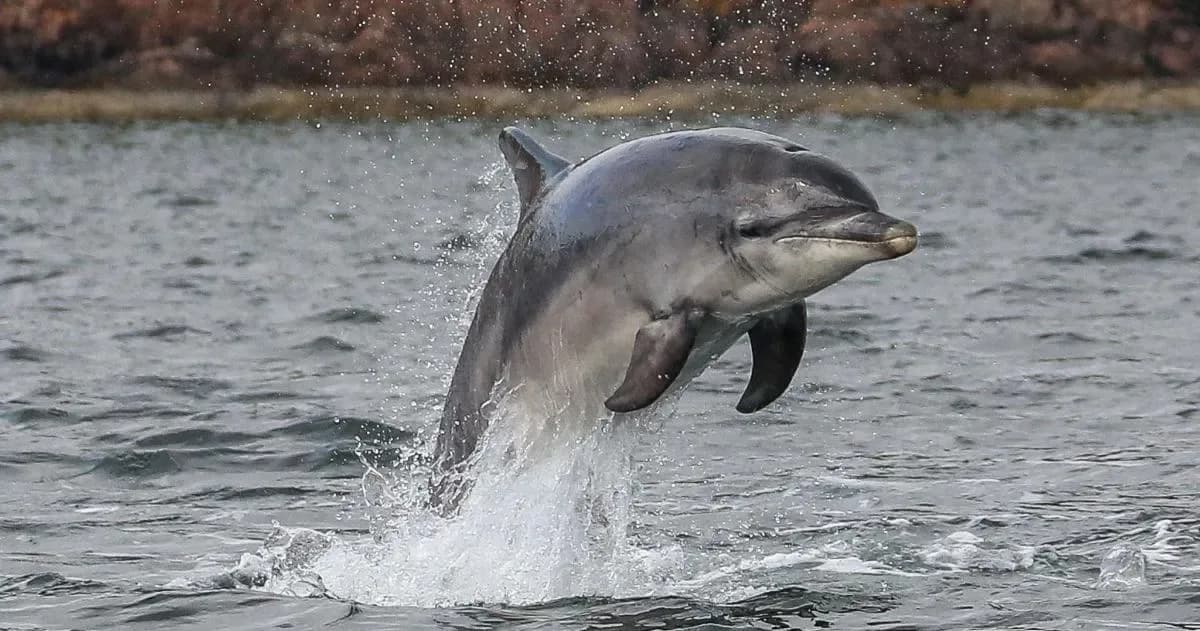 a dolphin jumping out of the water