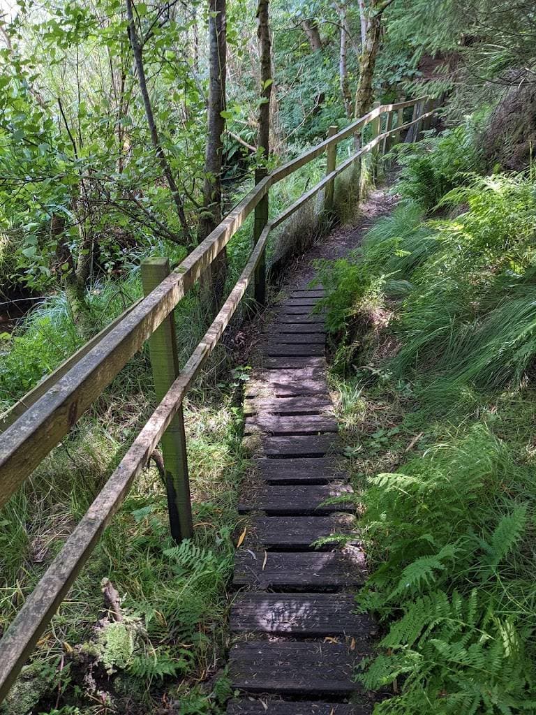 Olav's Wood