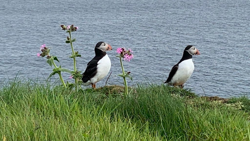 Orkney Uncovered