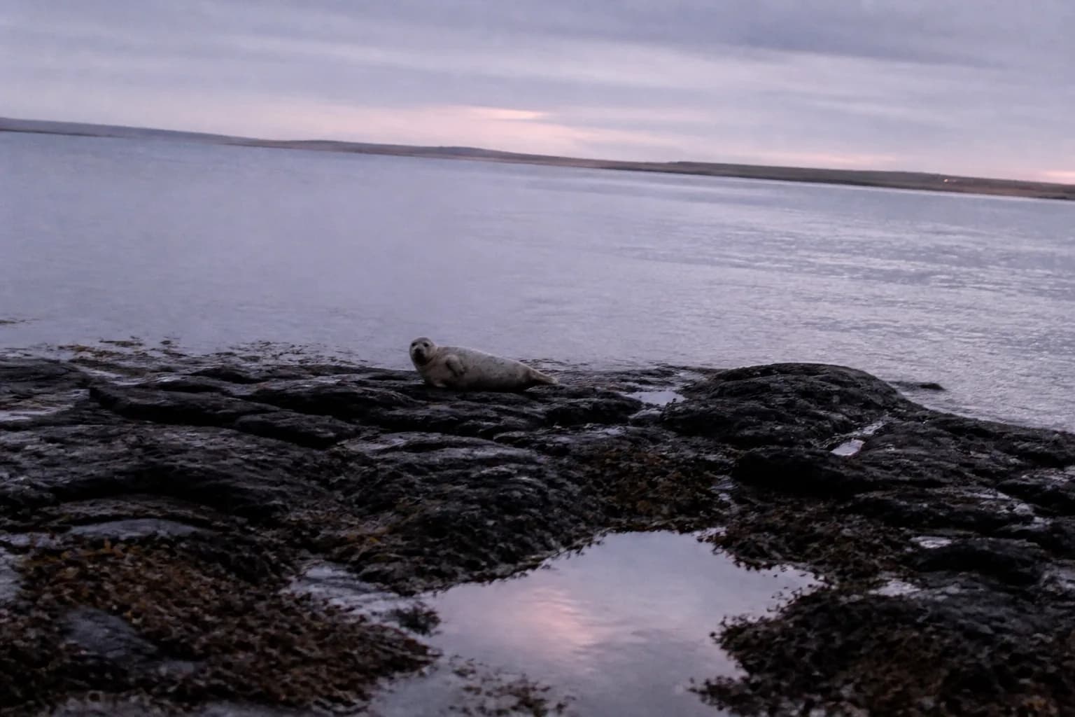 Are Selkies Real? Orkney Folklore Explained (Trows, Finfolk)