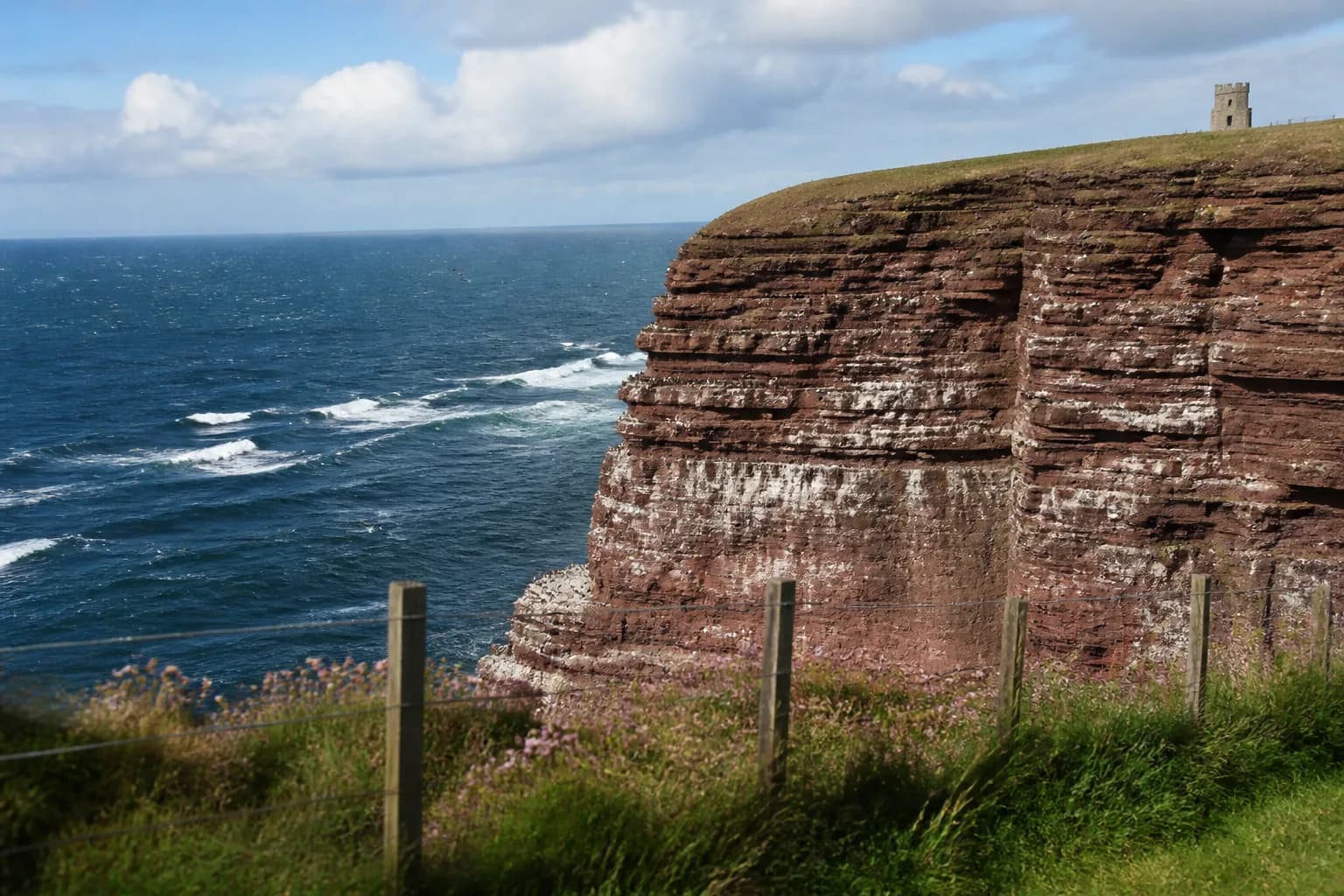 Orkney Birdwatching: When, Where, Which Species (2026)