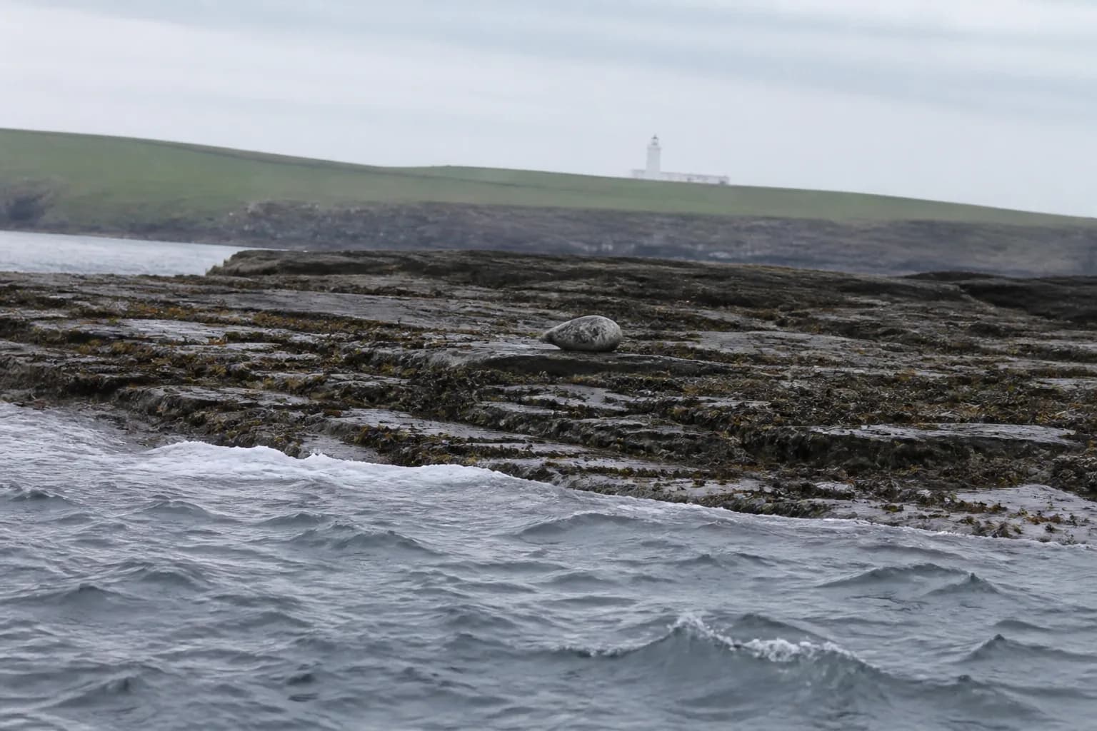 Orkney Marine Life: Seals, Whales, Dolphins & Orcas Guide