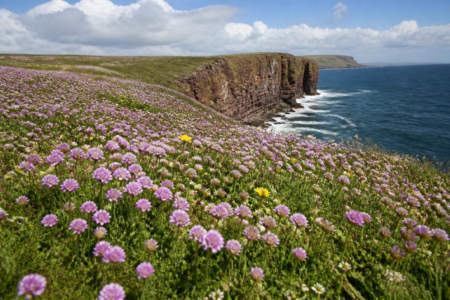 Orkney Wildflowers: Scottish Primrose, Thrift & Calendar